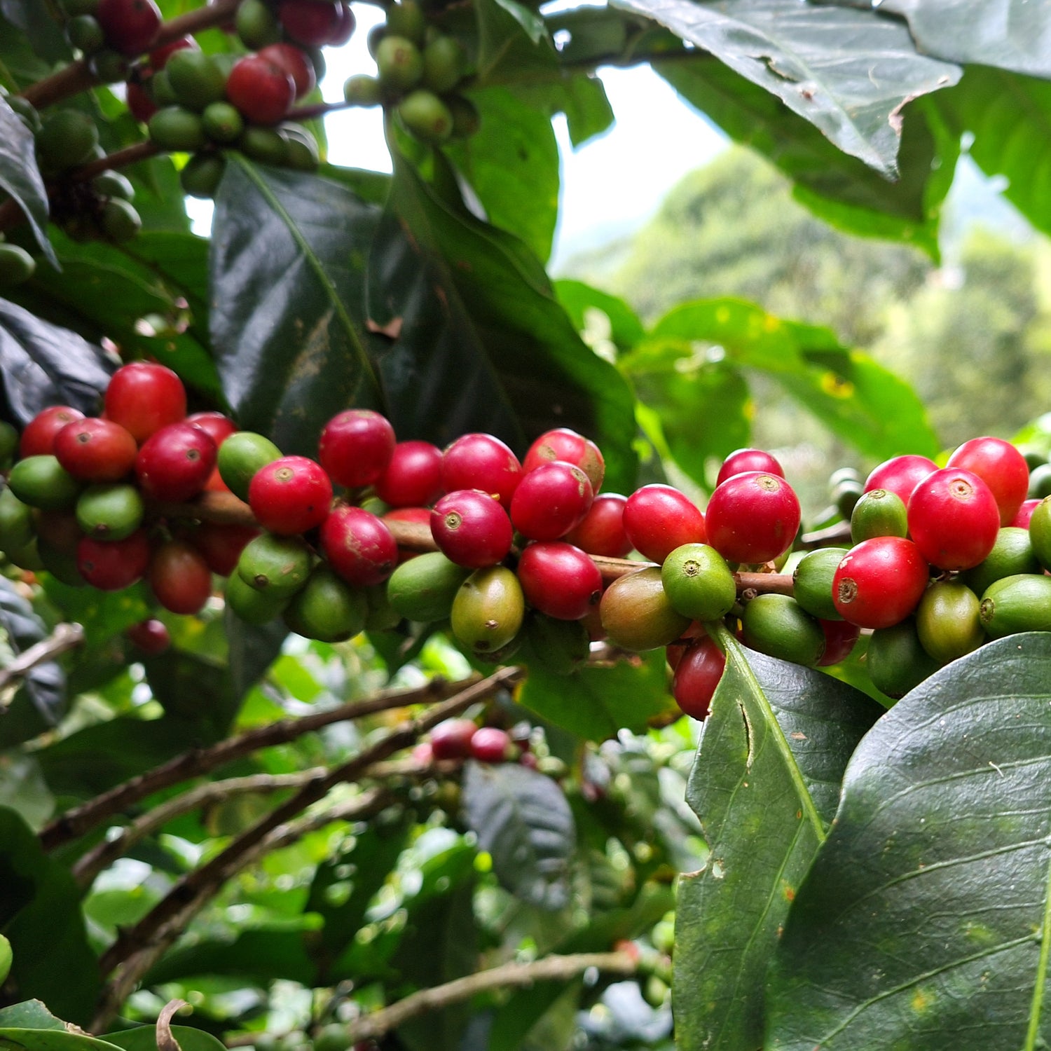 LA KARMELA - Guayabal de siquima (240g)